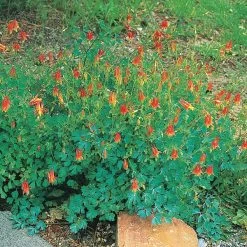 Arizona Columbine -Garden Care Sale 20816 aquilegia desertorum