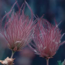Apache Plume (Fallugia) 10 Apache Plume (Fallugia) -Garden Care Sale 51450a up close 2 fallugia paradoxa