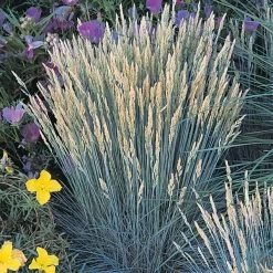 Boulder Blue Fescue Grass -Garden Care Sale 52361 festuca glauca 1