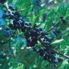 Berry Girl New Mexico Privet 2 Berry Girl New Mexico Privet -Garden Care Sale 52550a forestiera neomexicana 1