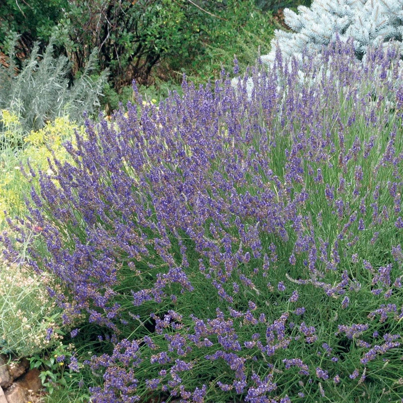 Grosso French Lavender 3 Grosso French Lavender