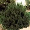 Arp Rosemary 1 Arp Rosemary -Garden Care Sale 82672 rosemary arp