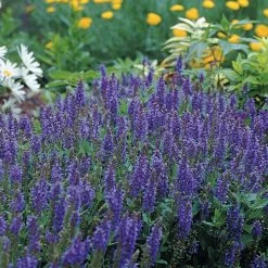 Blue Hill Salvia -Garden Care Sale 84778 salvia blue hill
