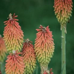 Fire Dance Red Hot Poker -Garden Care Sale 96488 kniphofia hirsuta fire dance