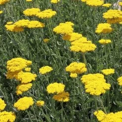 Coronation Gold Yarrow -Garden Care Sale achillea coronation gold yarrow 17