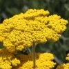 Coronation Gold Yarrow -Garden Care Sale achillea coronation gold yarrow 47