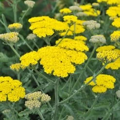 Moonshine Yarrow -Garden Care Sale achillea moonshine yarrow 1