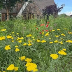 Moonshine Yarrow -Garden Care Sale achillea moonshine yarrow 3