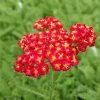 Red Velvet Yarrow -Garden Care Sale achillea red velvet yarrow garden