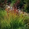 Rain Dance Big Bluestem Grass -Garden Care Sale adropogon gerardii rain dance 1
