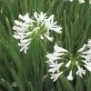 White Lily Of The Nile (Agapanthus) -Garden Care Sale agapanthus cold hardy white close up