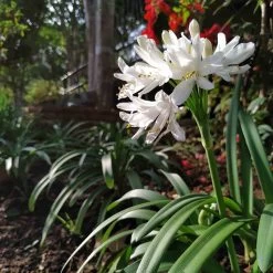 White Lily Of The Nile (Agapanthus) -Garden Care Sale agapanthus cold hardy white cropped 19