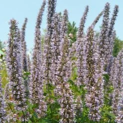 Blue Fortune Agastache -Garden Care Sale agasatche blue fortune blue garden 1