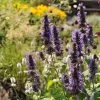 Black Adder Agastache 2 Black Adder Agastache -Garden Care Sale agastache black adder 1