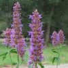 Blue Blazes Agastache -Garden Care Sale agastache blue blazes 2