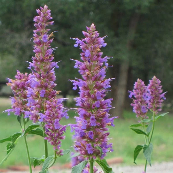 Blue Blazes Agastache 3 Blue Blazes Agastache