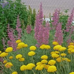 Desert Solstice Agastache -Garden Care Sale agastache desert solstice achillea gold plate