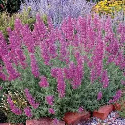 Desert Solstice Agastache -Garden Care Sale agastache desert solstice bush