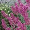 Desert Solstice Agastache -Garden Care Sale agastache desert solstice flowers
