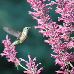 Desert Solstice Agastache -Garden Care Sale agastache desert solstice hummingbird