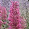 Desert Sunrise® Agastache -Garden Care Sale agastache dwf desert sunrise close up 2