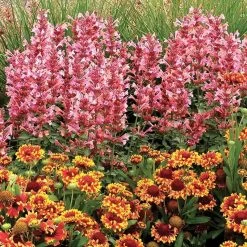 Kudos™ Ambrosia Agastache 5 Kudos™ Ambrosia Agastache -Garden Care Sale agastache kudos ambrosia terra nova cropped 1 1