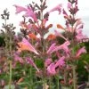Kudos™ Ambrosia Agastache -Garden Care Sale agastache kudos ambrosia terra nova cropped closeup 2