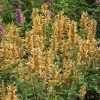 Kudos™ Gold Agastache 1 Kudos™ Gold Agastache -Garden Care Sale agastache kudos gold terra nova cropped 2 2
