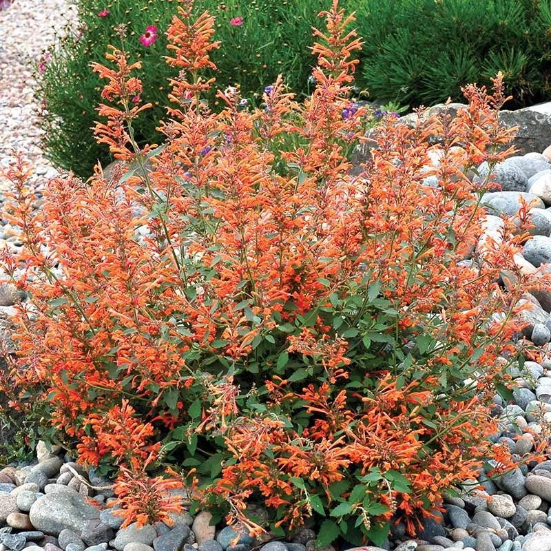 Kudos™ Mandarin Agastache 4 Kudos™ Mandarin Agastache - Image 2