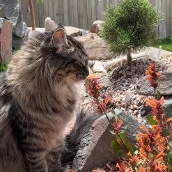 Kudos™ Mandarin Agastache 8 Kudos™ Mandarin Agastache -Garden Care Sale agastache kudos mandarin 2