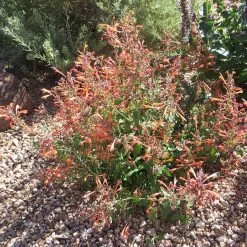 Kudos™ Mandarin Agastache 9 Kudos™ Mandarin Agastache -Garden Care Sale agastache kudos mandarin 3