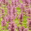 Agastache Neomexicana -Garden Care Sale agastache neomexicana