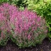 Rosie Posie Agastache -Garden Care Sale agastache rosie posie 1