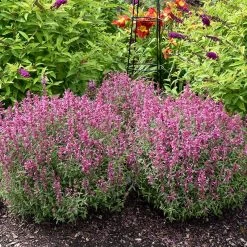 Rosie Posie Agastache -Garden Care Sale agastache rosie posie 2