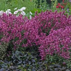 Rosie Posie Agastache -Garden Care Sale agastache rosie posie 3