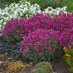 Rosie Posie Agastache -Garden Care Sale agastache rosie posie 4