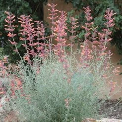 Agastache Rupestris 11 Agastache Rupestris -Garden Care Sale agastache rupestris 11825 3