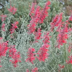 Glowing Embers® Agastache 5 Glowing Embers® Agastache -Garden Care Sale agastache rupestris glowing embers flowers blooming