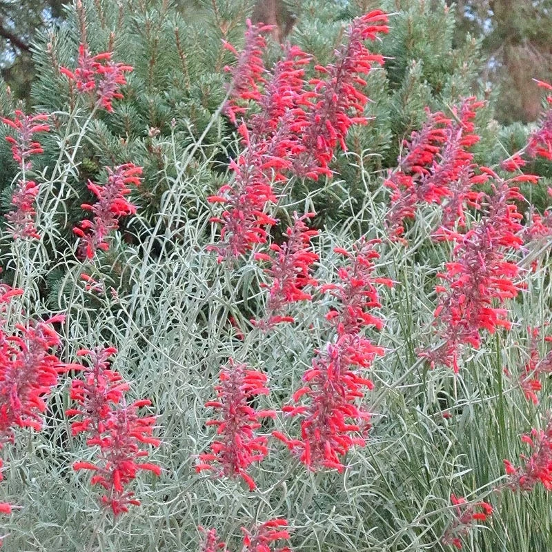 Glowing Embers® Agastache 4 Glowing Embers® Agastache - Image 2