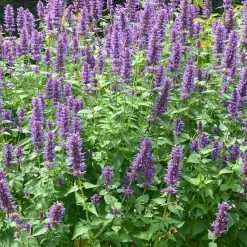 Blue Boa Agastache -Garden Care Sale agastache blue boa 3 2