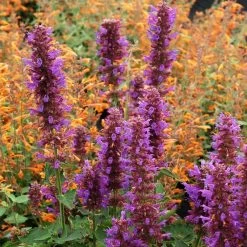 Blue Boa Agastache -Garden Care Sale agastache blue boa 1b 1 with apricot sprite 2