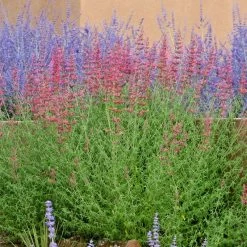 Desert Sunrise® Agastache -Garden Care Sale agastache desert sunrise russian sagecc 2
