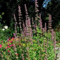 Agastache Neomexicana 7 Agastache Neomexicana -Garden Care Sale agastache neomexicana in the garden