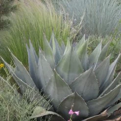 Havard's Century Plant (Agave) 7 Havard's Century Plant (Agave) -Garden Care Sale agave havardiana hbl1v51 2