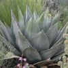 Havard's Century Plant (Agave) -Garden Care Sale agave havardiana 2 web 2
