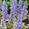 Silver Queen Ajuga -Garden Care Sale ajuga silver queen 1