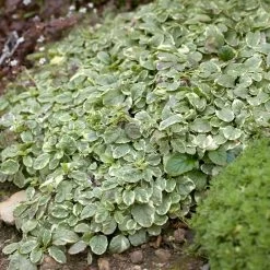 Silver Queen Ajuga -Garden Care Sale ajuga silver queen 2