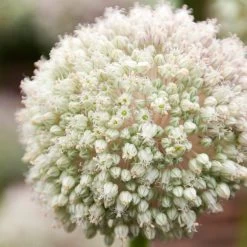Garden Care Sale -Garden Care Sale allium ampeloprasum pin pong white
