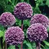 Summer Drummer Allium -Garden Care Sale allium summer drummer 14455 web