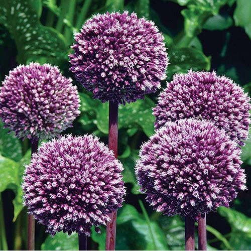 Summer Drummer Allium 3 Summer Drummer Allium